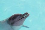 Bali delfin